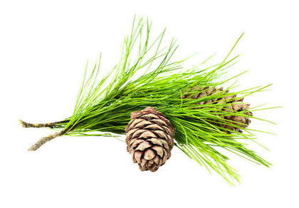 Cedarwood