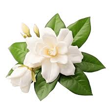 Jasmine