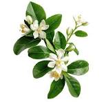 Neroli