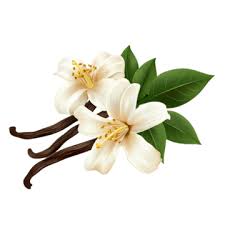 Vanilla