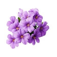 Violet