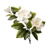 Gardenia