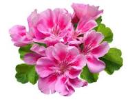 Geranium