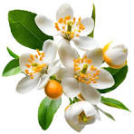 Orange Blossam