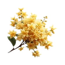 Osmanthus