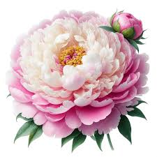 Peony