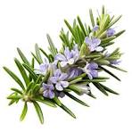 Rosemary