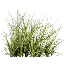 Vetiver
