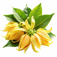 Ylang-Ylang